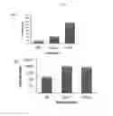 Fig. 02 - Method for producing natural killer cells, natural killer cells produced thereby, and composition for treating cancers and infectious diseases containing the same