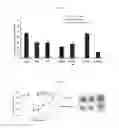 Fig. 08 - Method for producing natural killer cells, natural killer cells produced thereby, and composition for treating cancers and infectious diseases containing the same