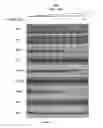 Fig. 19 - Methods and compositions for identifying, diagnosing, and treating neuroblastoma