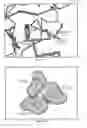 Fig. 26 - Methods and compositions for identifying, diagnosing, and treating neuroblastoma