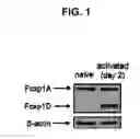 Fig. 02 - Methods and Compositions for Manipulating the Immune System