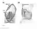 Fig. 07 - Proteolysis-resistant capsid of chimeric hepatitis E virus as an oral delivery vector