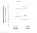 Fig. 09 - METHOD FOR PROMOTING ADIPONECTIN PRODUCTION, PREVENTION AND TREATMENT OF HYPOADIPONECTINEMIA