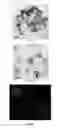 Fig. 05 - RELEASE FILM WITH ENHANCED MECHANICAL PROPERTIES AND METHOD IN PREPARING THEREOF