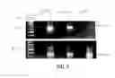 Fig. 03 - Methods for producing interfering RNA molecules in mammalian cells and therapeutic uses for such molecules