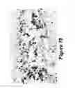 Fig. 71 - Methods, systems, and devices for detecting and identifying microorganisms in microbiological culture samples