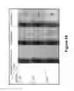 Fig. 77 - Methods, systems, and devices for detecting and identifying microorganisms in microbiological culture samples