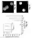 Fig. 02 - Method for delivery of small molecules and proteins across the cell wall of algae using molecular transporters
