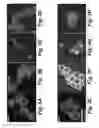 Fig. 06 - Method for delivery of small molecules and proteins across the cell wall of algae using molecular transporters