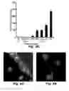 Fig. 08 - Method for delivery of small molecules and proteins across the cell wall of algae using molecular transporters