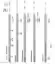 Fig. 06 - Genetically stable live attenuated respiratory syncytial virus vaccine and its production