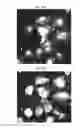 Fig. 67 - Phosphine derivatives of fluorescent compounds
