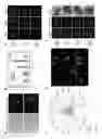 Fig. 06 - Markers for the detection of human embryo developmental quality