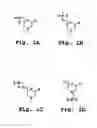 Fig. 02 - ANTISENSE COMPOSITION AND METHOD FOR TREATING MUSCLE ATROPHY