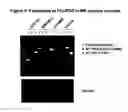 Fig. 05 - Mutant ROS expression in human cancer