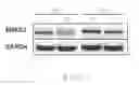 Fig. 02 - METHOD OF THERAPY AND DIAGNOSIS OF ENDOTHELIAL DYSFUNCTION
