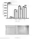 Fig. 06 - METHOD OF THERAPY AND DIAGNOSIS OF ENDOTHELIAL DYSFUNCTION