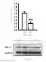 Fig. 09 - METHOD OF THERAPY AND DIAGNOSIS OF ENDOTHELIAL DYSFUNCTION
