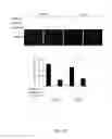 Fig. 34 - RNA products and uses thereof