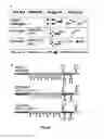 Fig. 02 - CHO-GMT RECOMBINANT PROTEIN EXPRESSION