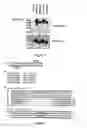 Fig. 04 - CHO-GMT RECOMBINANT PROTEIN EXPRESSION