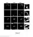 Fig. 06 - CHO-GMT RECOMBINANT PROTEIN EXPRESSION