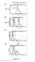Fig. 07 - CHO-GMT RECOMBINANT PROTEIN EXPRESSION