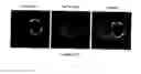 Fig. 09 - CHO-GMT RECOMBINANT PROTEIN EXPRESSION