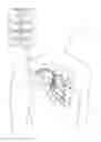 Fig. 01 - Automated phrenic nerve stimulation and pacing capture threshold test