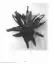Fig. 02 - Vriesea plant named 'V858-2'