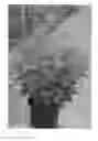 Fig. 01 - Hypericum plant named 'RUIHYH009A'