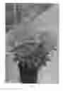 Fig. 02 - Hypericum plant named 'RUIHYH009A'