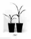 Fig. 08 - Method and apparatus for selective photomorphogenesis in plants