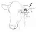 Fig. 01 - Insecticide strip and combination with identification ear tag