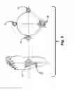 Fig. 10 - Sensory prosthetic for improved balance control