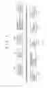 Fig. 02 - Multi-viewport display of multi-resolution hierarchical image