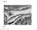 Fig. 09 - SYSTEM AND METHOD FOR COLOR CORRECTION OF A MICROSCOPE IMAGE