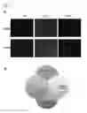 Fig. 09 - DUAL SPECIFIC BINDING PROTEINS DIRECTED AGAINST IMMUNE CELL RECEPTORS AND AUTOANTIGENS