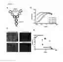 Fig. 10 - DUAL SPECIFIC BINDING PROTEINS DIRECTED AGAINST IMMUNE CELL RECEPTORS AND AUTOANTIGENS