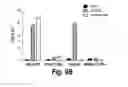 Fig. 12 - DUAL SPECIFIC BINDING PROTEINS DIRECTED AGAINST IMMUNE CELL RECEPTORS AND AUTOANTIGENS