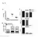 Fig. 13 - DUAL SPECIFIC BINDING PROTEINS DIRECTED AGAINST IMMUNE CELL RECEPTORS AND AUTOANTIGENS