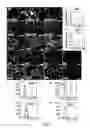 Fig. 02 - Multipotent Vascular Stem Cells and Methods of Use Thereof