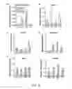 Fig. 06 - Multipotent Vascular Stem Cells and Methods of Use Thereof