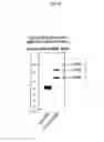 Fig. 08 - Glycopegylated Factor IX