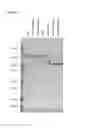 Fig. 08 - Single-Arm Monovalent Antibody Constructs and Uses Thereof
