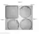 Fig. 08 - Methods for constructing antibiotic resistance free vaccines