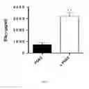 Fig. 06 - METHOD FOR THE PREPARATION OF DENDRITIC CELL VACCINES
