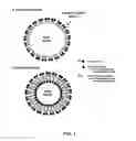 Fig. 02 - CUSTOM-FORMULATED PHOSPHOLIPID MICROBUBBLES AND METHODS AND USES THEREOF