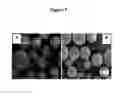 Fig. 06 - Active self-healing biomaterial system