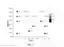 Fig. 07 - Compositions and methods for ophthalmic and/or other applications